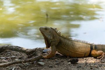 Iguana Looking for Shade near Lake
