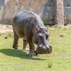 Captive Hippo in Zoo Walking on Grass on Sunny Day