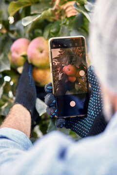 hands farmer taking photo with mobile smart phone in indoor organic apples produce in greenhouse garden nursery farm, agriculture business, smart farming technology concept