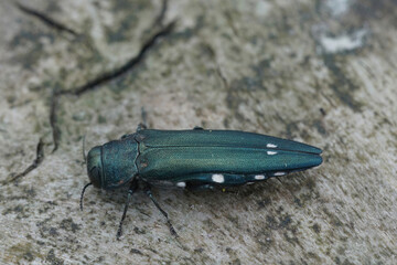 Close up on the nice green colored Two spotted oak buprestid or Oak splendour beetle , Agrilus biguttatus a pest species for oak trees