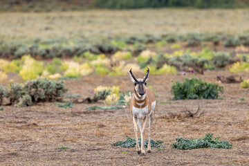 Pronghorn Antelope Buck in Grand Teton National Park Wyoming in Autumn