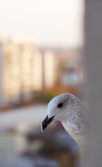 seagull on a wall