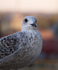 portrait seagull