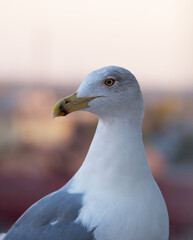 close up of seagull
