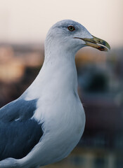 close up of a seagull
