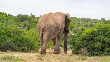 Elefant in der Wildnis und Savannenlandschaft von Afrika