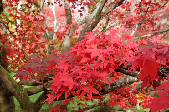 Bright red Japanese maple leaves during the autumn.