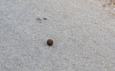 toter Mistkäfer mit Dungkugel in der Wildnis und Savannenlandschaft von Afrika