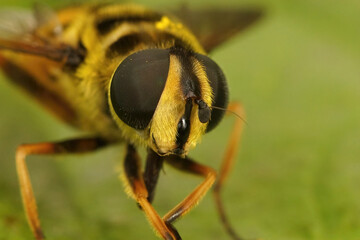 Closeup on the Batman hover fly, Myathropa florea in the garden
