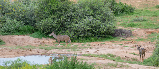 Nyala-antilope in het wilde en savannelandschap van Afrika