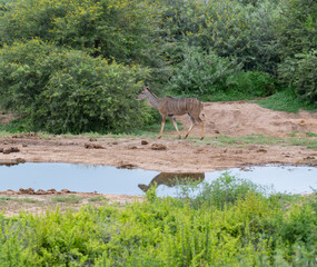 Nyala-antilope in het wilde en savannelandschap van Afrika