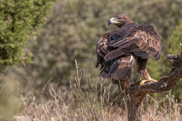 aigle royal