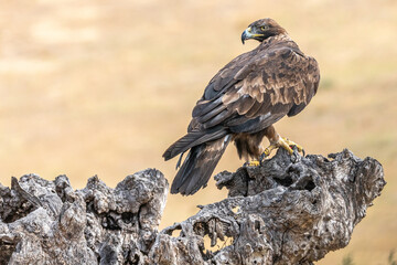 aigle royal