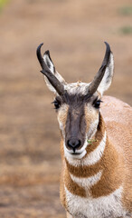 Pronghorn Antelope Buck in Grand Teton National Park Wyoming in Autumn