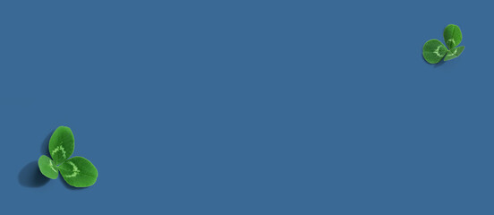 Clover leaves - St. Patricks Day - Flat lay