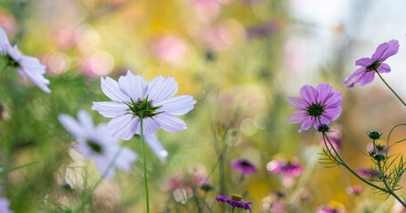 dewy cosmos flowers and grass with nice soft artistic bokeh - autumnal picture