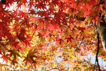 Bright red Japanese maple leaves during the autumn.