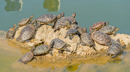 red-eared turtle basking in the sun
