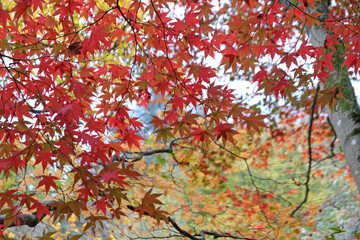 Bright red Japanese maple leaves during the autumn.