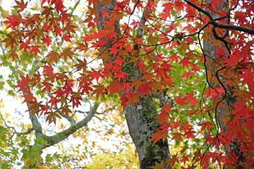Bright red Japanese maple leaves during the autumn.