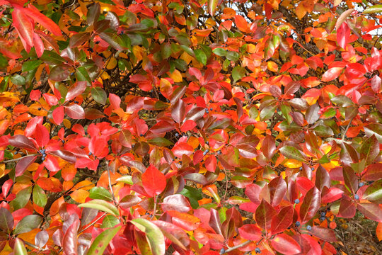 Colourful orange and red leaves of the Black Gum Tree during the autumn.