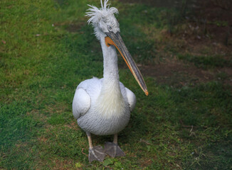 pelican on green grass