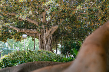 The huge ficus tree in Spain, at Glorieta Park