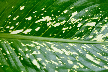 Closeup of the exotic Seguine Dieffenbachia houseplant