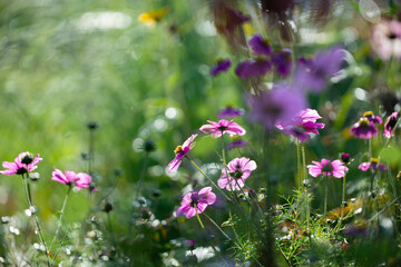 dewy cosmos flowers and grass with nice soft artistic bokeh - autumnal picture