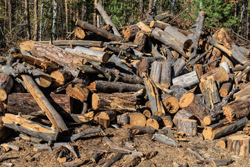 Firewood and stumps in a clearing in the forest