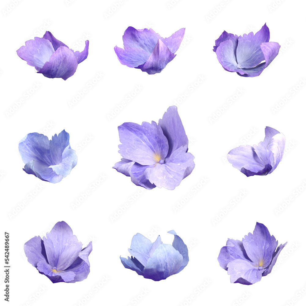 Poster petal flower movement falling flow cut out transparent background 3d rendering png file