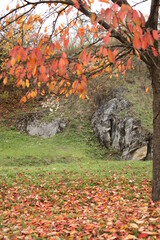 autumn landscape with a cherry tree