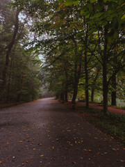 autumn in the park