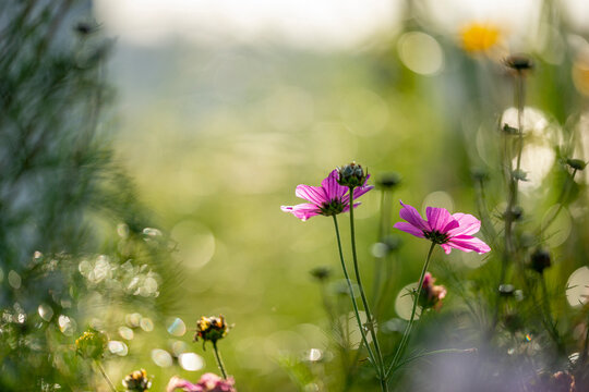 dewy cosmos flowers and grass with nice soft artistic bokeh - autumnal picture
