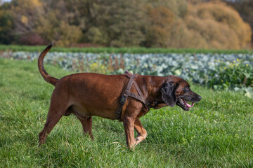 tracker dog walking throug a meadow