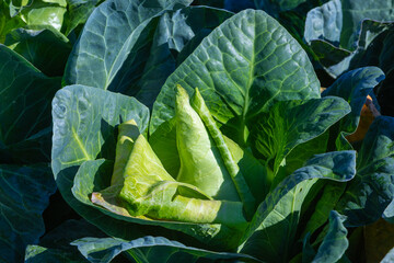 detail of a pointed cabbage plant