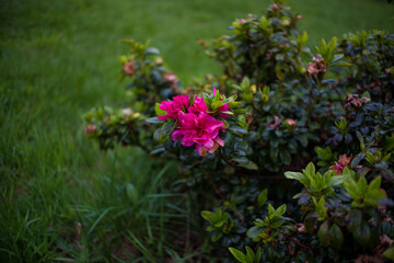 Rhododendron ferrugineum L. 