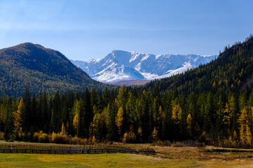 Autumn yellow landscape of the valley desert in front of majestic snow-capped high mountains. Kurai Steppe. 