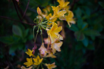 Rhododendron luteum Sweet