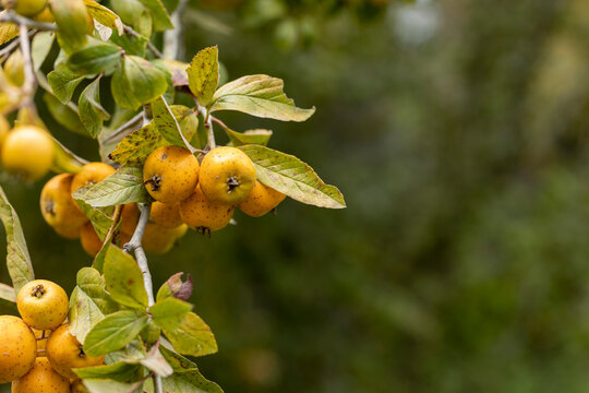 Tejocote en arbol, Winter fruit used to make punch in Mexico