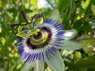 fiore della passione