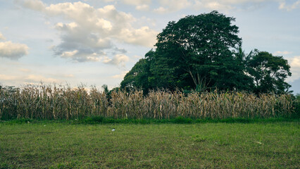 Fototapeta premium Cornfield has finished its planting period