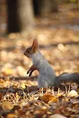 cute squirrel searching food in grass in autumn park