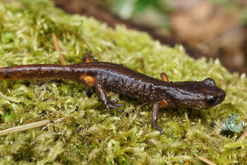 Obraz na płótnie Canvas Closeup on a juvenile Northern Oregon Ensatina eschscholtzii oregonensis salamander