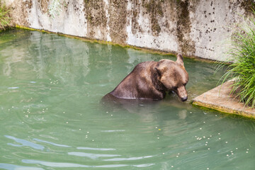Brown bear play in the water at the bear park in Bern Switzerland. The new bear park opened in 2009 giving the bears much more space than in the original bear pit.