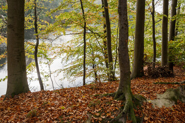 Buchenwald an einem See im eine Sitzbank im Vordergrund Bootsstege am ufer gegen&uuml;ber