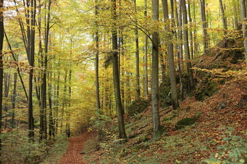 Obraz premium forest in autumn