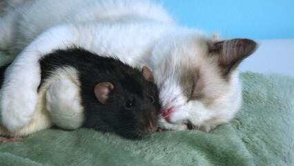 Black rat and  white cat. 