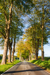 Fototapeta na wymiar Bäume an einer Straße in Schleswig-Holstein im herbstlichem Farbkleid