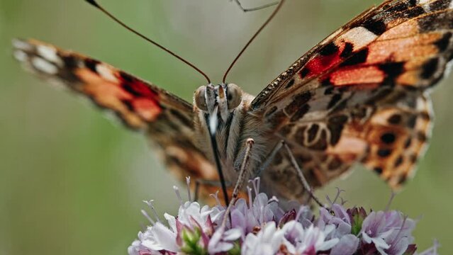 Closeup of a painted lady (Vanessa cardui) on a flower